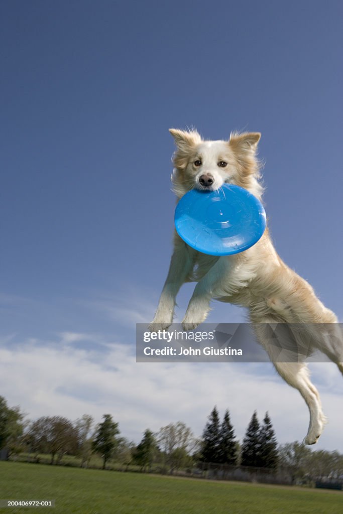 Australian shepherd catching plastic disc in midair