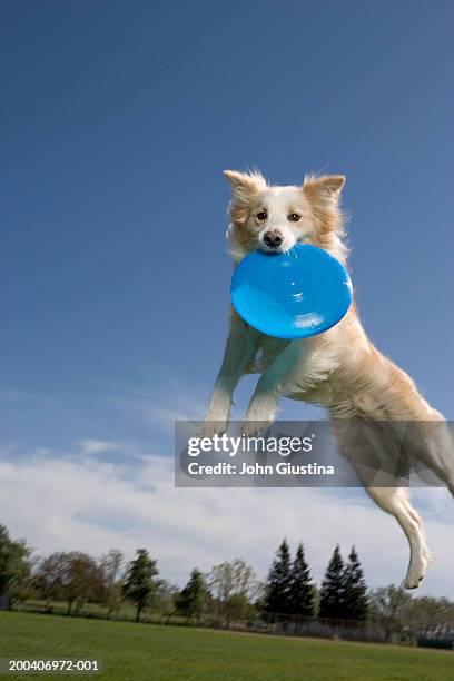 australian shepherd catching plastic disc in midair - frisbee fotografías e imágenes de stock
