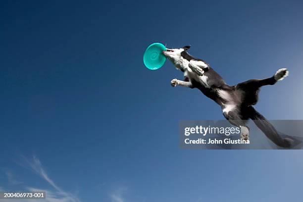 border collie catching plastic disc in midair, underneath view - frisbee fotografías e imágenes de stock