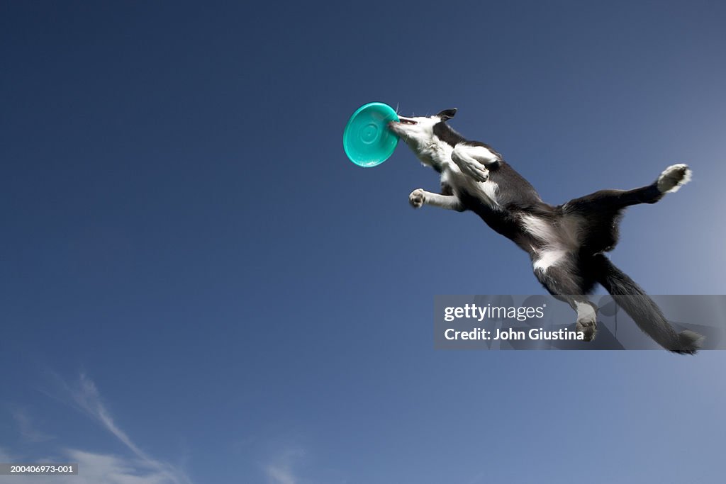 Border collie catching plastic disc in midair, underneath view