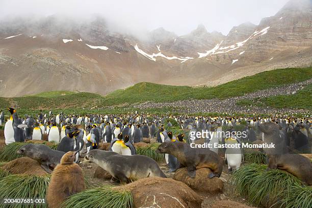female antarctic fur seals passing through king penguin rookery - antarctic fur seal stock pictures, royalty-free photos & images