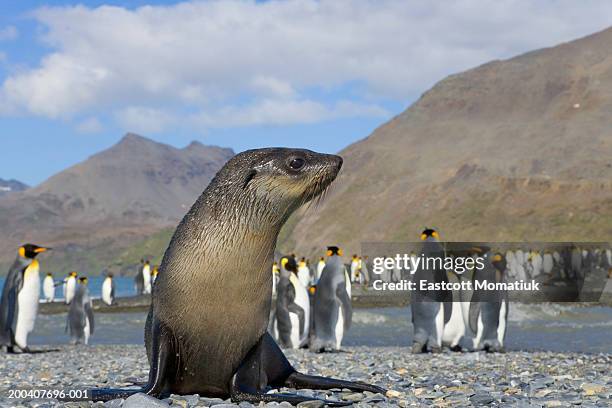 antarctic fur seal pup in king penguin rookery (focus on seal pup) - antarctic fur seal stock pictures, royalty-free photos & images