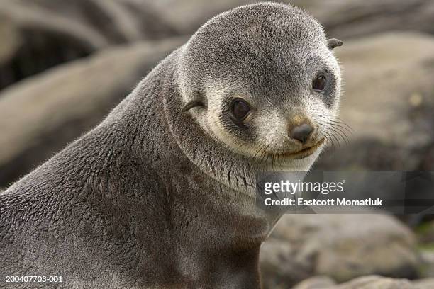 antarctic fur seal (arctocephalus gazella) pup on beach - antarctic fur seal stock pictures, royalty-free photos & images
