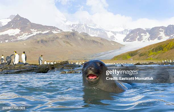 antarctic fur seal in sea, king penguins on shore in background - st andrews bay stockfoto's en -beelden