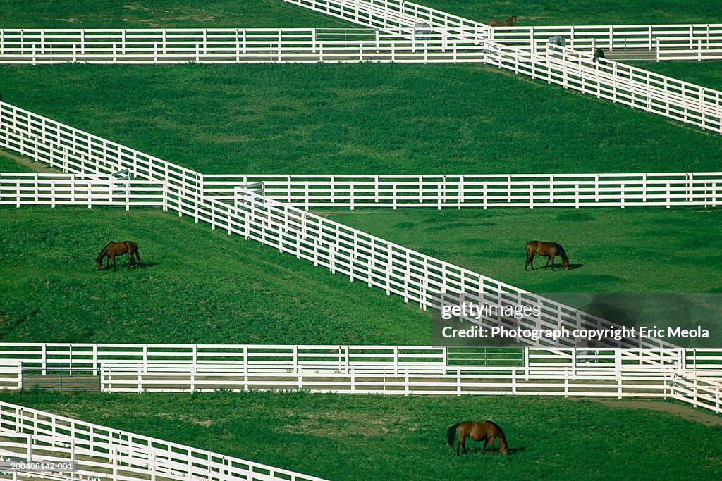 Horses grazing in pasture, elevated view