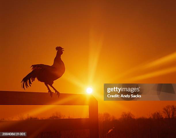 rooster on fence at dawn, crowing - ochtend stockfoto's en -beelden