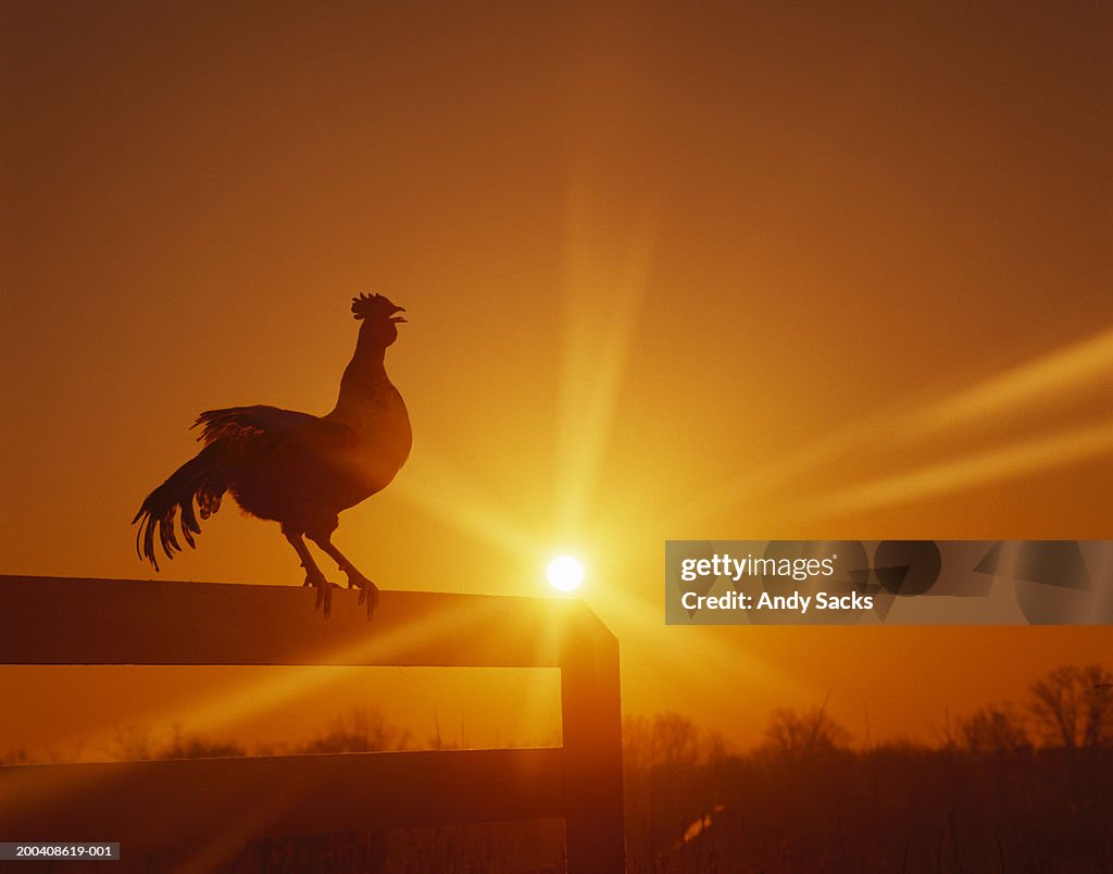 Rooster on fence at dawn, crowing