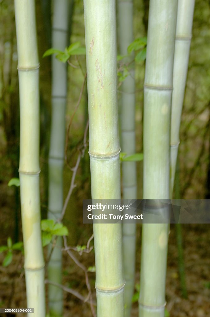 Bamboo patch