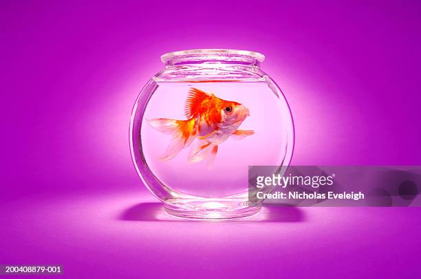 goldfish in bowl - goldfish stock-fotos und bilder