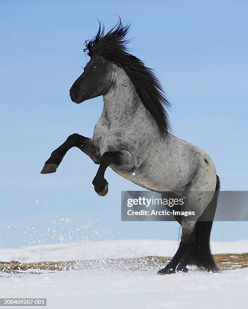 purebred icelandic stallion rearing in snow - cheval noir photos et images de collection