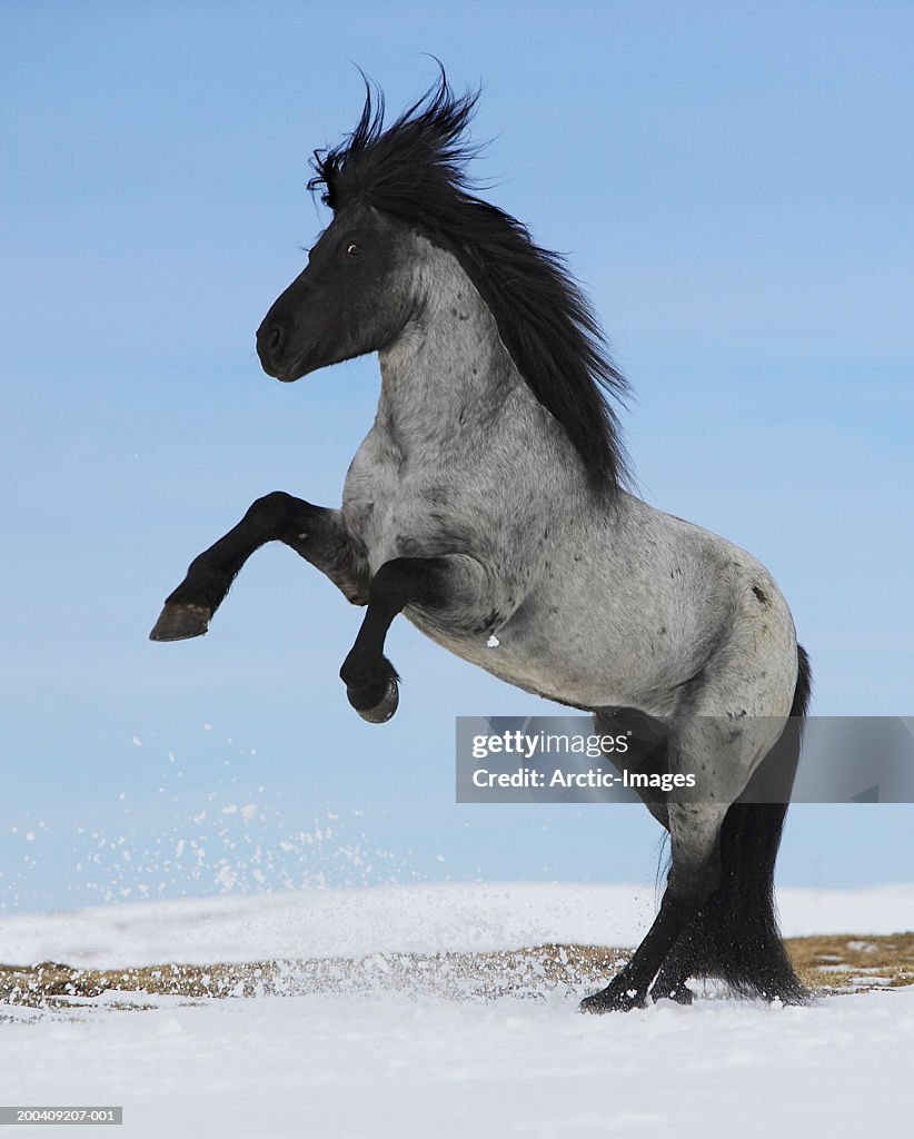 Purebred Icelandic stallion rearing in snow