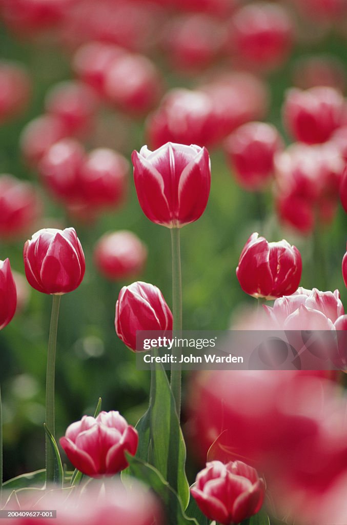 Red tulip (Tulipa sp.) field, close-up