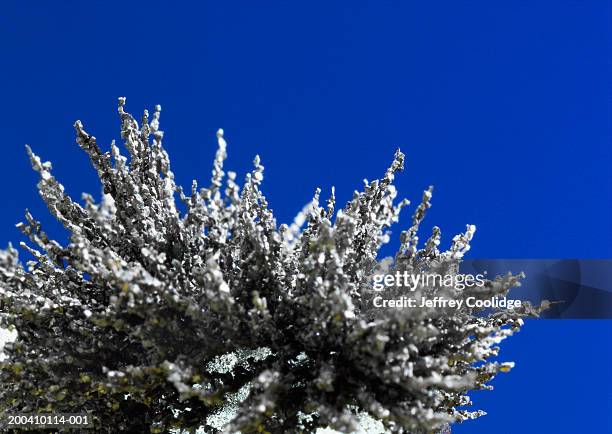 magnetized iron filings, close-up - magnet iron filings stock pictures, royalty-free photos & images