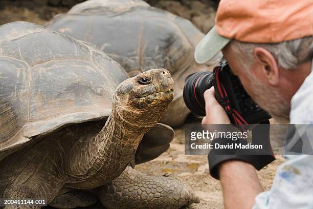 man photographing  galapagos giant tortoise (geochelone elephantopus) - îles galapagos photos et images de collection