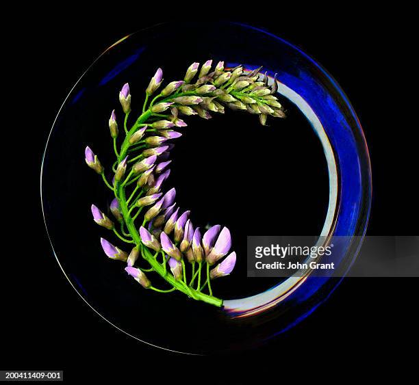 chinese wisteria (wisteria sinensis) in vase - blauweregen stockfoto's en -beelden