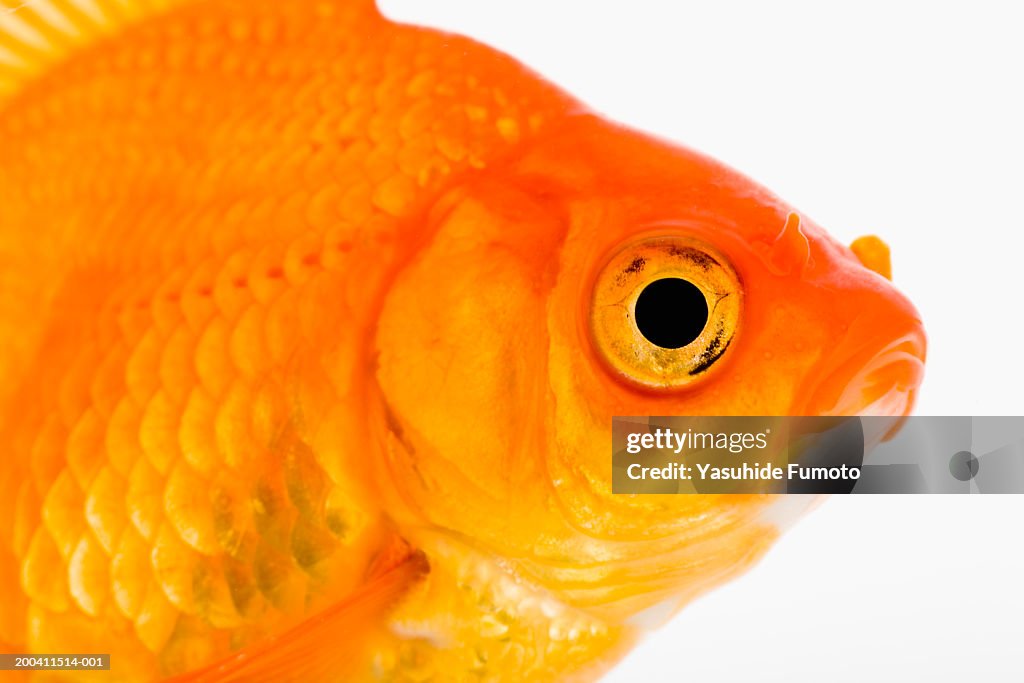 Goldfish Side View High-Res Stock Photo - Getty Images