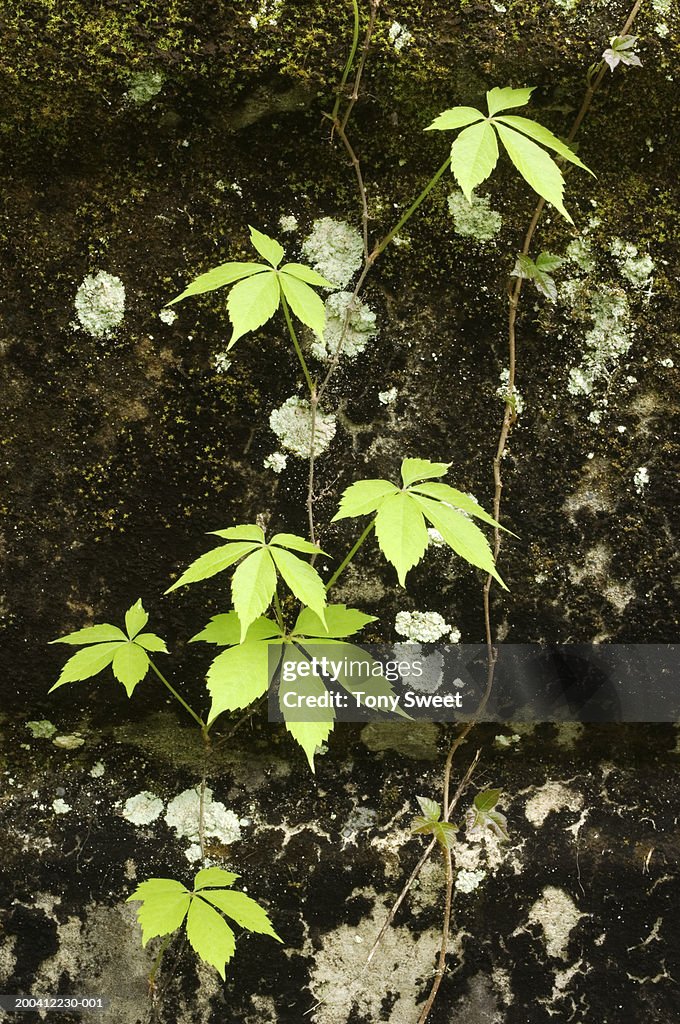 Leaves on wall