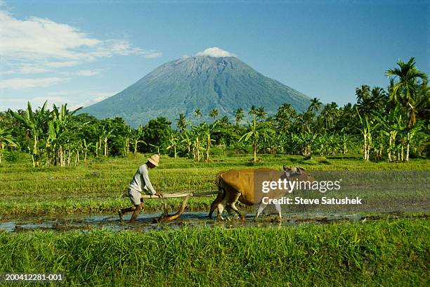 bali, mount agung, man plowing rice field - yoke bildbanksfoton och bilder