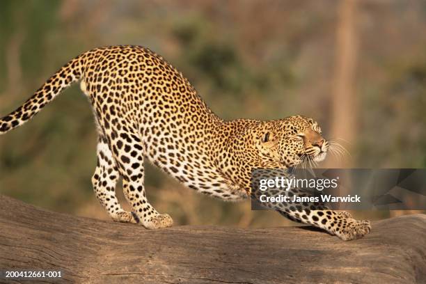 Leopard Stretching On Log Side View High-Res Stock Photo - Getty