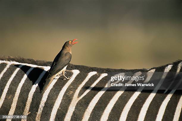 grevy's zebra (equus grevyi) with red-billed oxpecker on back close up - picoteador de pico rojo fotografías e imágenes de stock