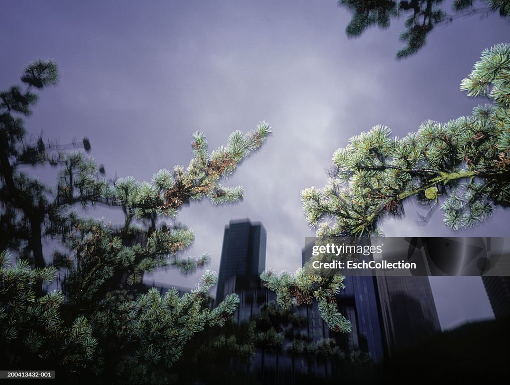 Fir tree branch and skyline of office blocks, low angle