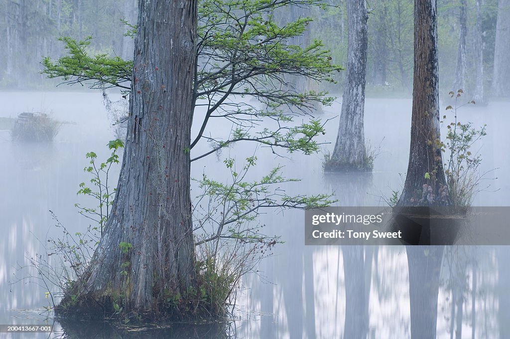 Cypress swamp, dawn
