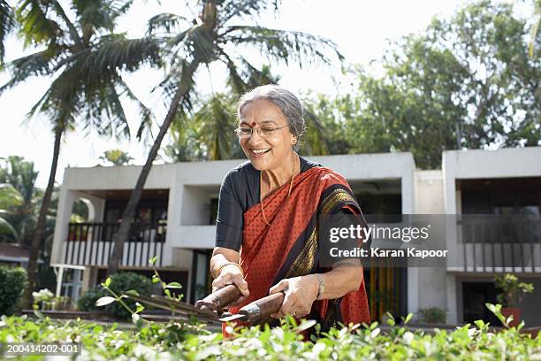 senior woman trimming garden hedge with secateurs, smiling - senior women gardening stock pictures, royalty-free photos & images