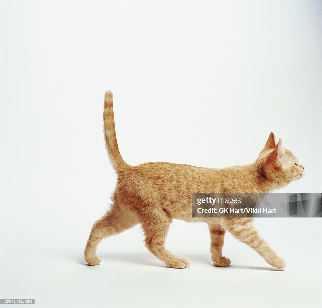 Ginger kitten walking with tail up, side view