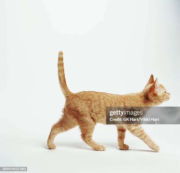 ginger kitten walking with tail up, side view - cat stock pictures, royalty-free photos & images