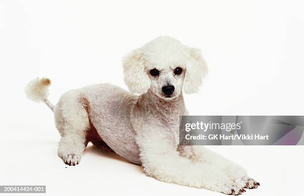 white poodle dog lying down, white background - caniche photos et images de collection