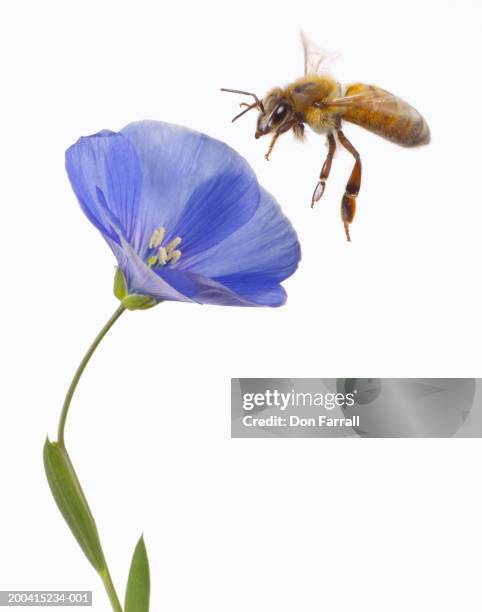 bee flying to blue flax (linum lewisii) blossom - wildflowers imagens e fotografias de stock