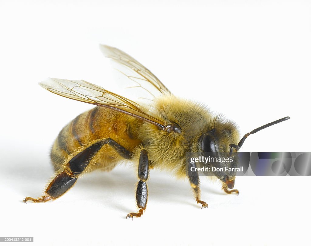 Close-up of honey bee