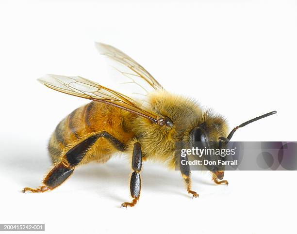 close-up of honey bee - voelspriet stockfoto's en -beelden