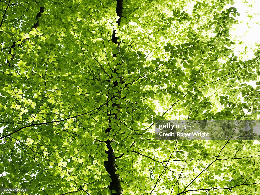 France, Normandy, Eure, Lyons-la-Foret, beech trees (Fagus sp.)