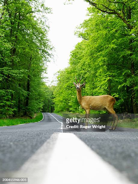 stuffed deer on country road, ground view - lyons la foret bildbanksfoton och bilder