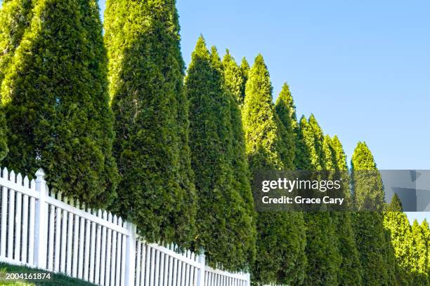 row of cypress trees - zypresse stock-fotos und bilder