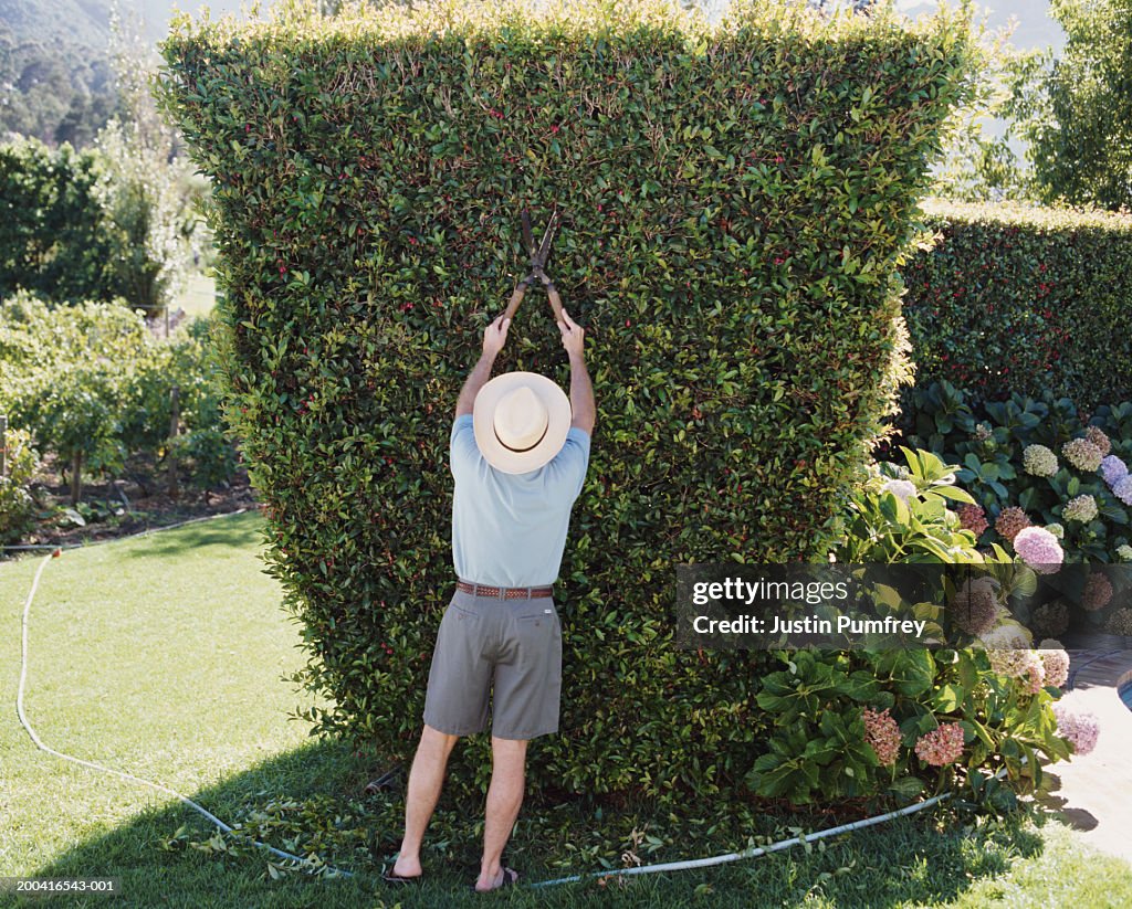 Mature man trimming hedge with garden shears, rear view