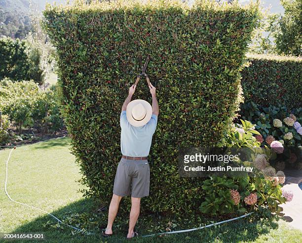 mature man trimming hedge with garden shears, rear view - hedge trimming stockfoto's en -beelden