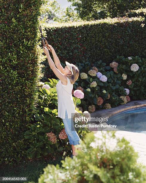 mature woman trimming hedge with garden shears, elevated view - hedge trimming stock pictures, royalty-free photos & images