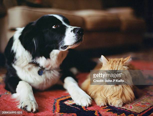 sheepdog and long haired tabby on rug - dog and cat stockfoto's en -beelden