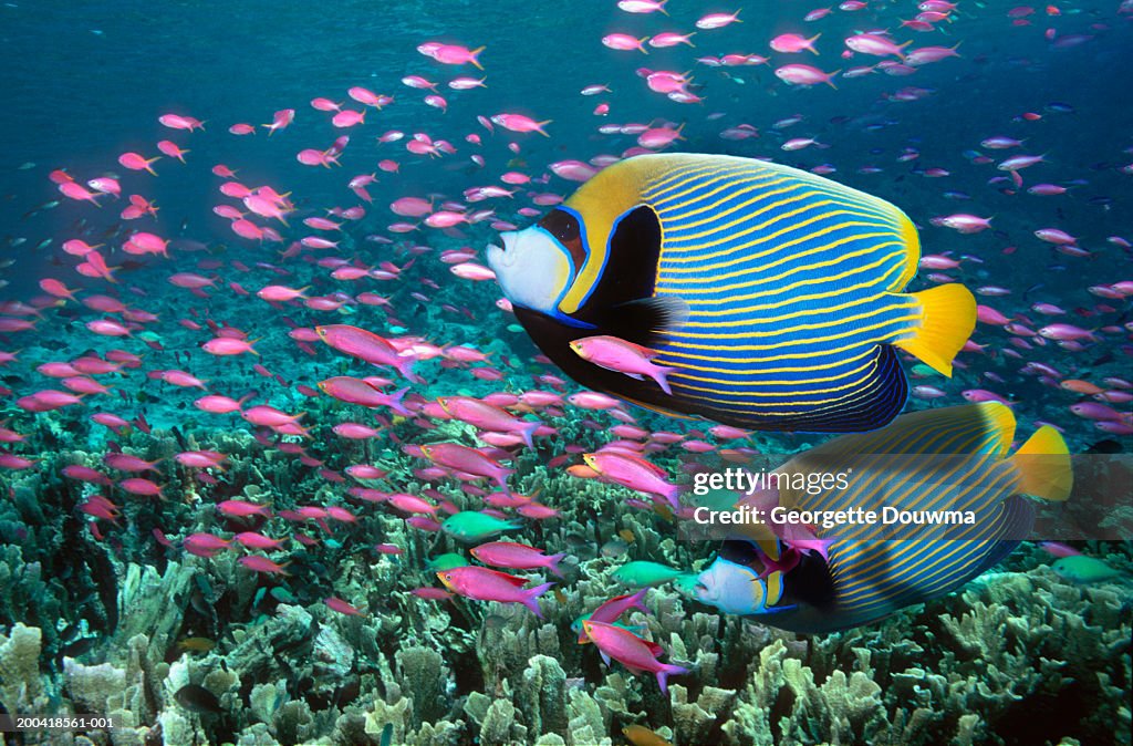 Emperor angelfish and Purple queen over coral reef (Digital composite)