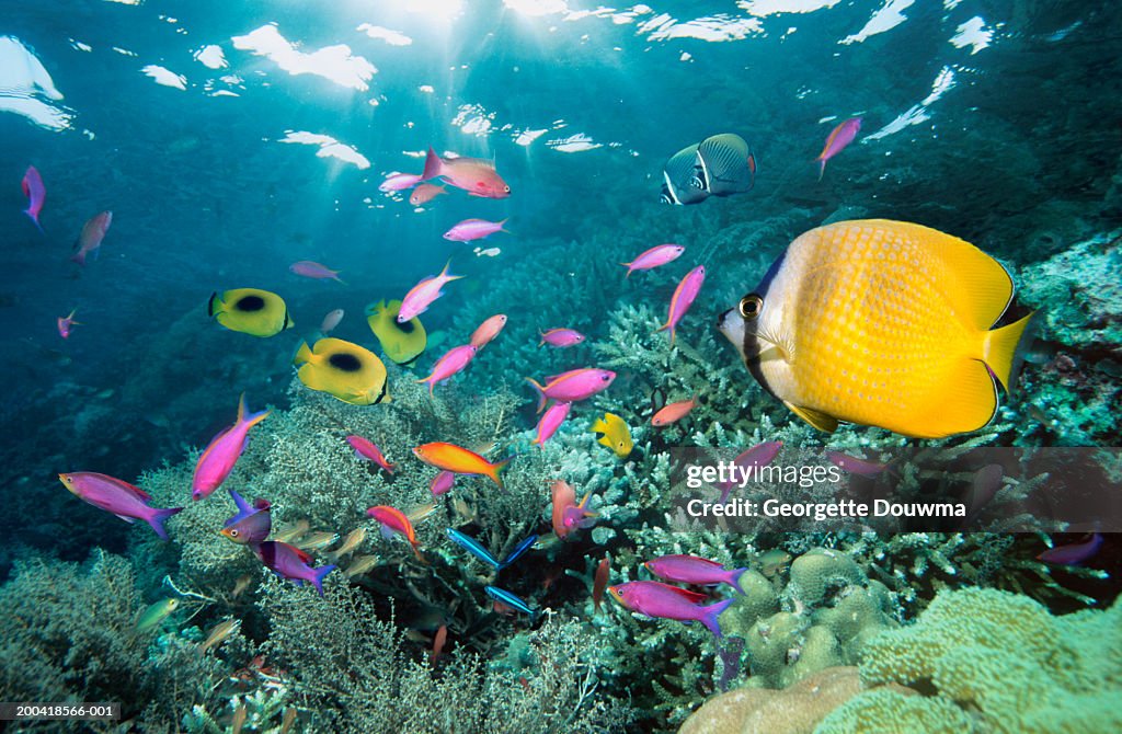 Klein's butterflyfish (Chaetodon kleinii) (Digital Composite)