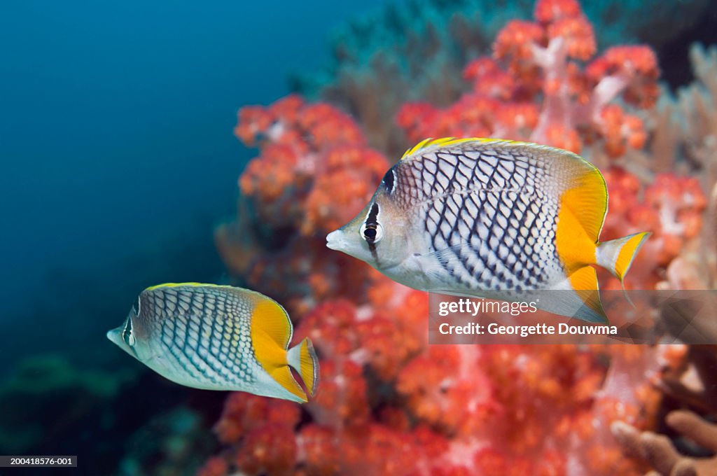 Cross-hatched butterflyfish (Chaetodon xanthurus) (Digital Composite)