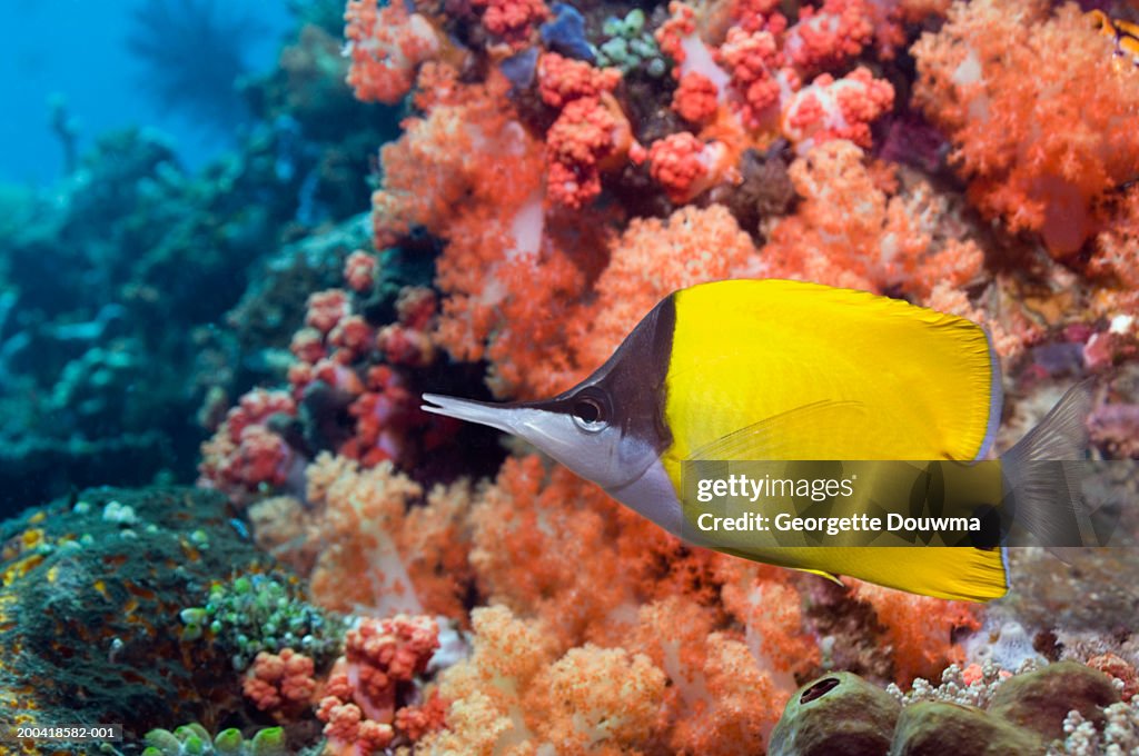 Long-nosed butterflyfish (Chaetodon flavissimus) (Digital Composite)