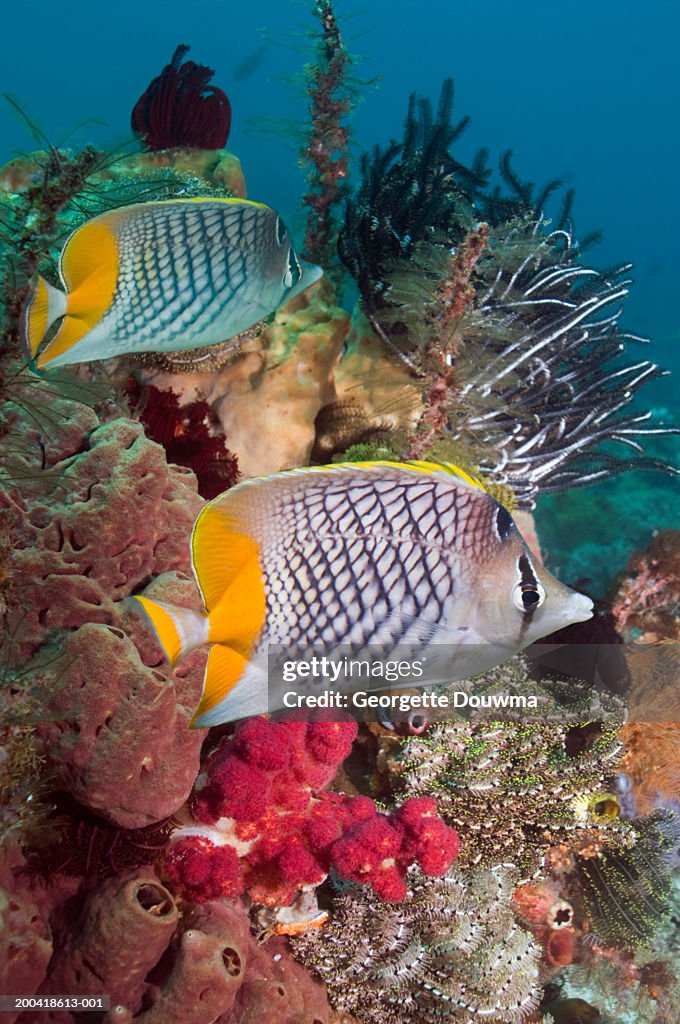 Cross-hatched butterflyfish (Chaetodon xanthurus) (Digital Composite)