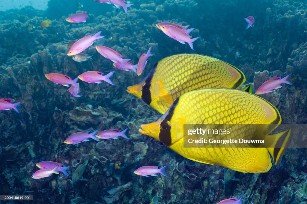 Latticed butterflyfish (Chaetodon raflesi) (Digital Composite)