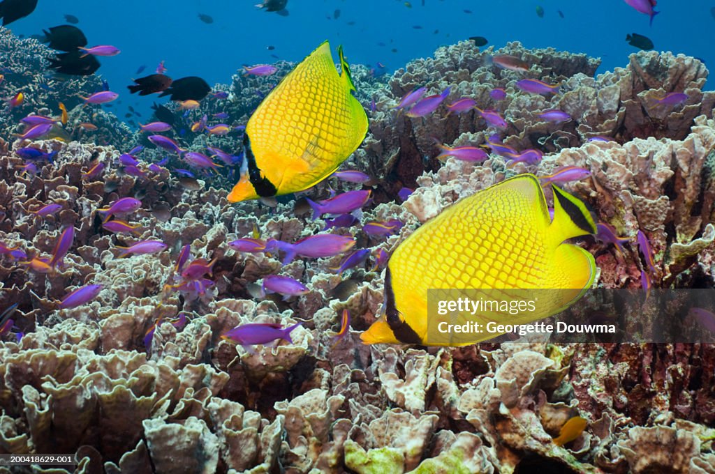 Latticed butterflyfish and Purple queens (Digital Composite