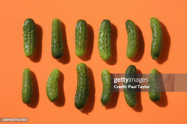 two rows of pickles - inlagd gurka bildbanksfoton och bilder