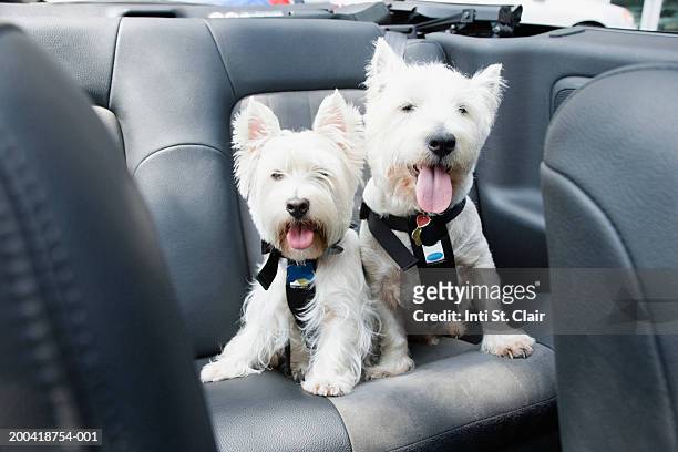 two scottish terriers sitting in back seat of car, panting - scottish terrier stock pictures, royalty-free photos & images