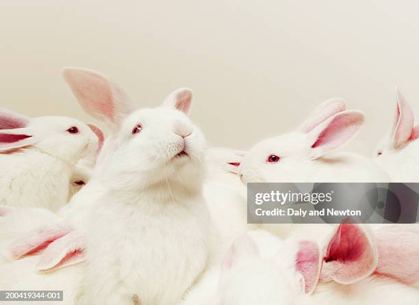 group of white rabbits (oryctolagus cuniculus), close up - white rabbit stock pictures, royalty-free photos & images